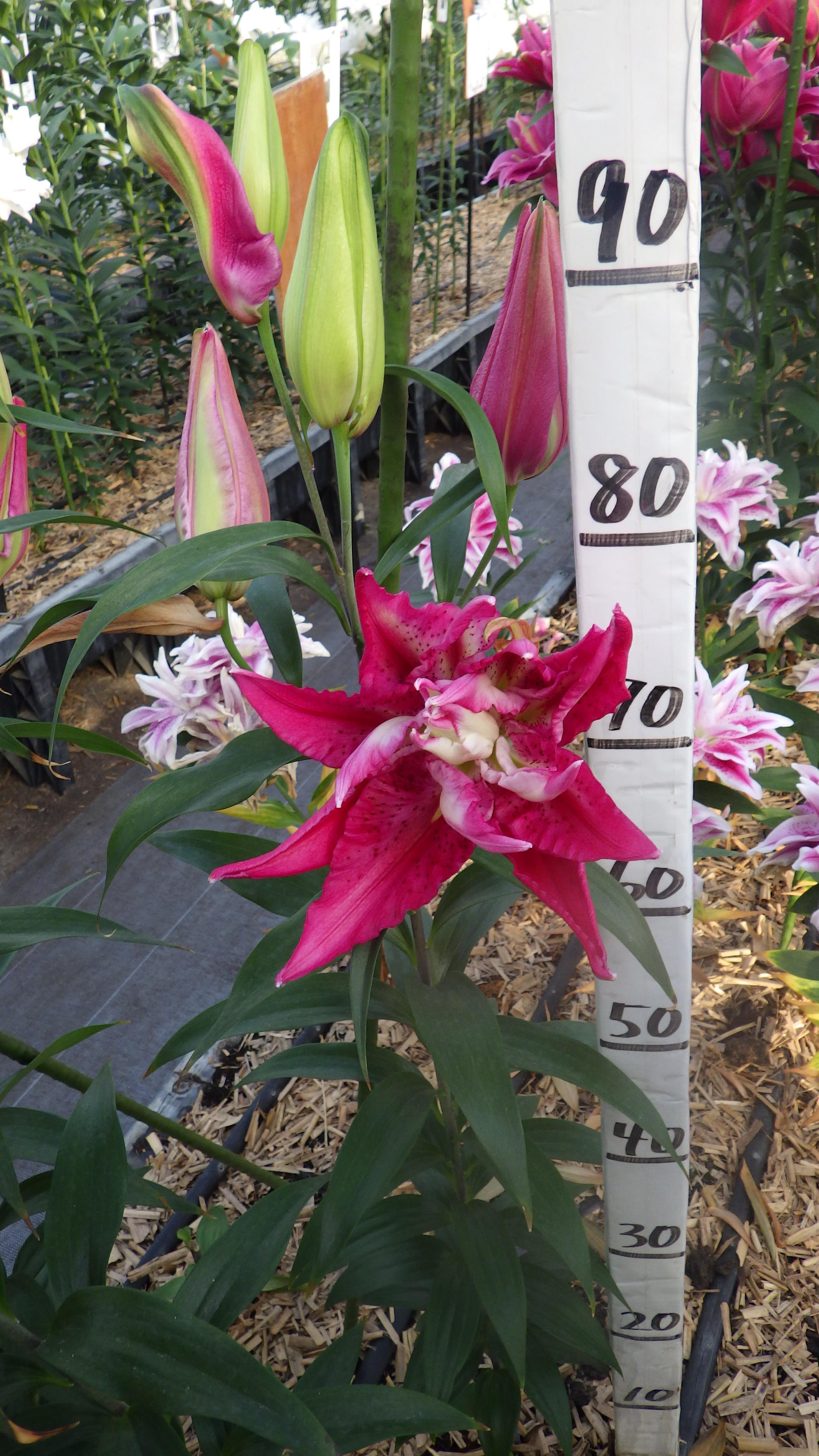 RL ガブリエラ(八重)